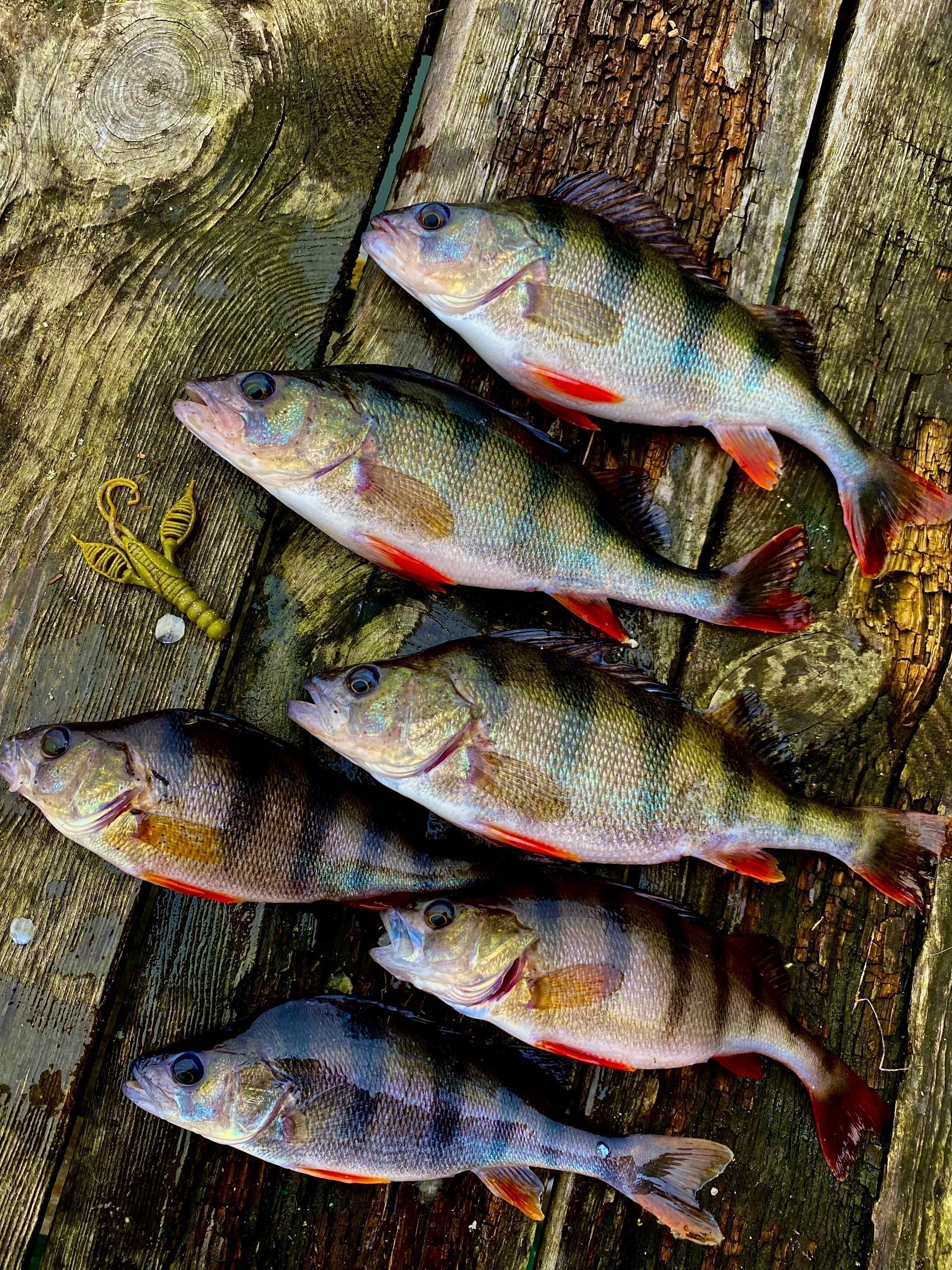 NEW lure Fish Magnet KRAKEN