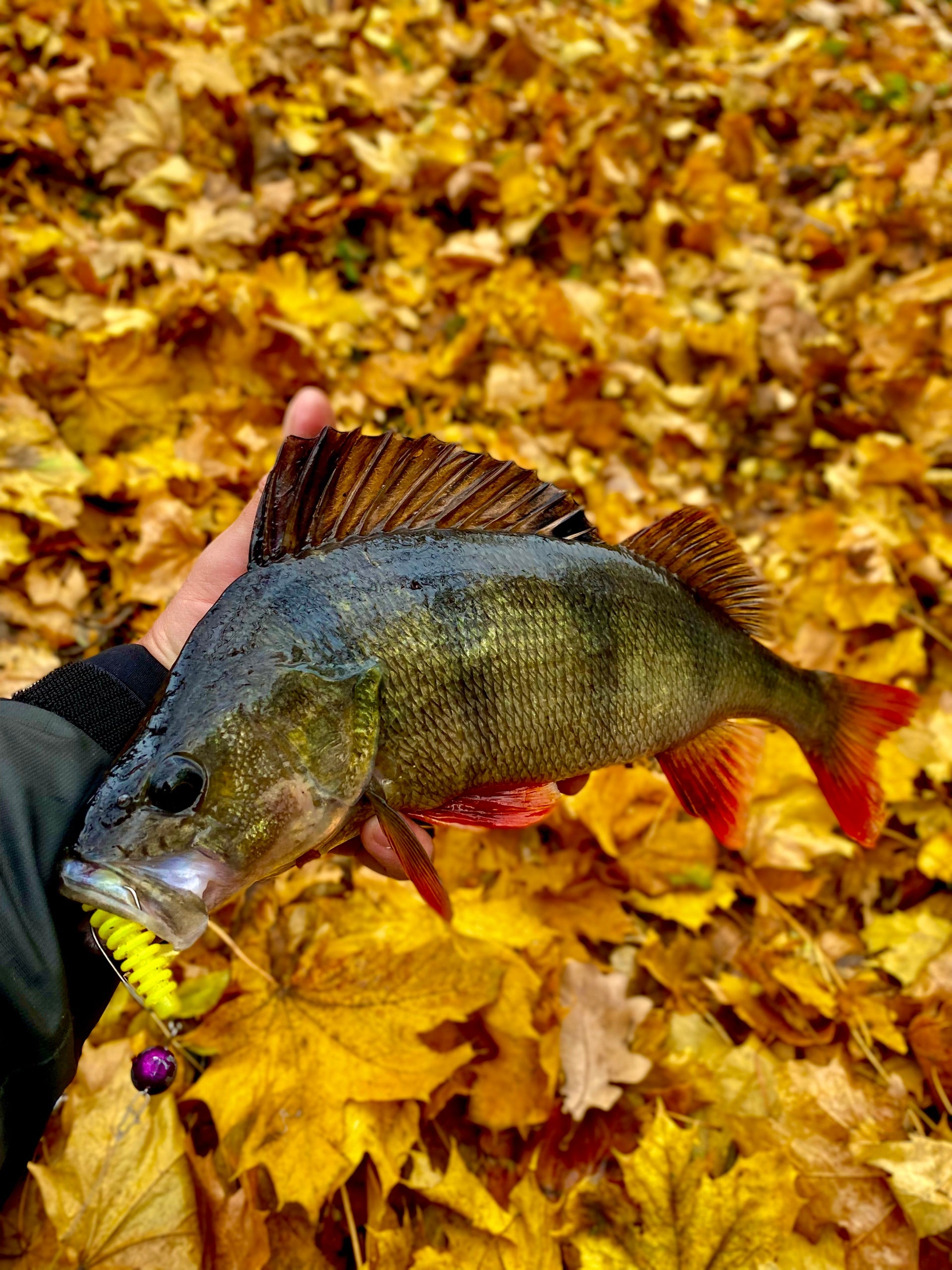 FISH MAGNET SHISHKA Soft Scented Fishing Lure