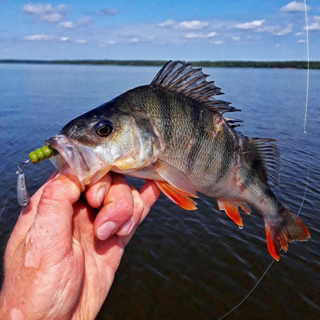 FISH MAGNET GiN Soft Scented Fishing Lure