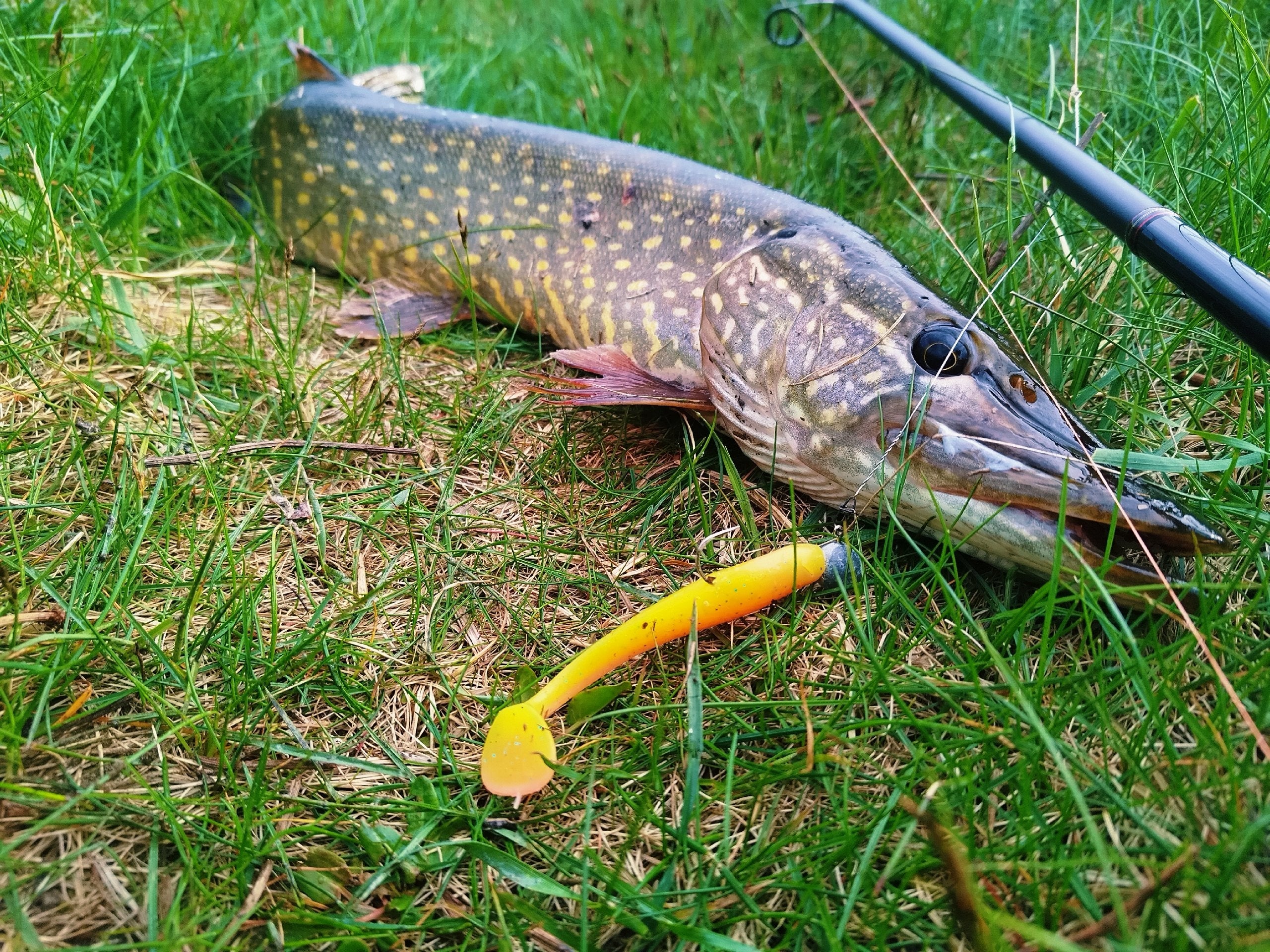 FISH MAGNET BARABASHKA Double Color Soft Scented Fishing Lure