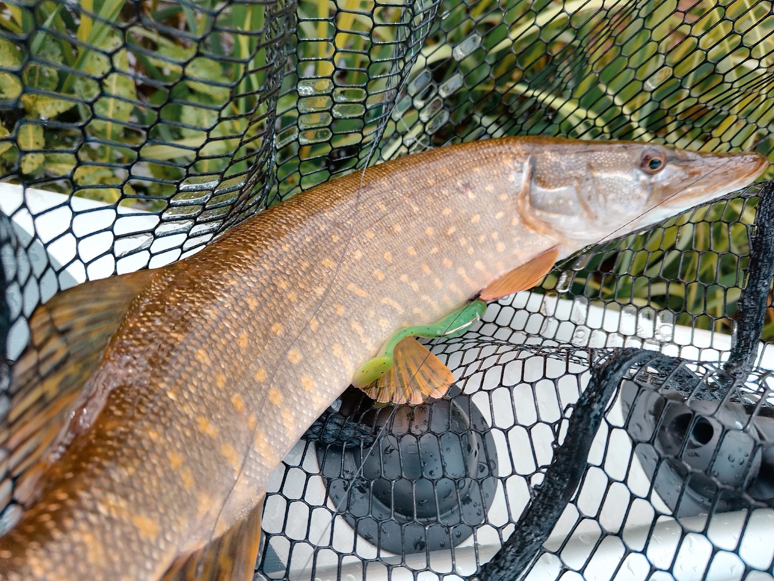 FISH MAGNET BARABASHKA Double Color Soft Scented Fishing Lure