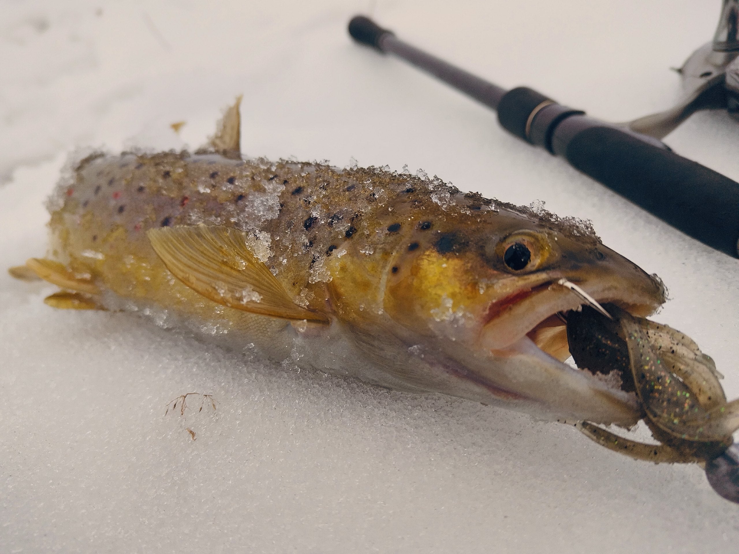 FISH MAGNET SEBASTIAN Soft Scented Fishing Lure