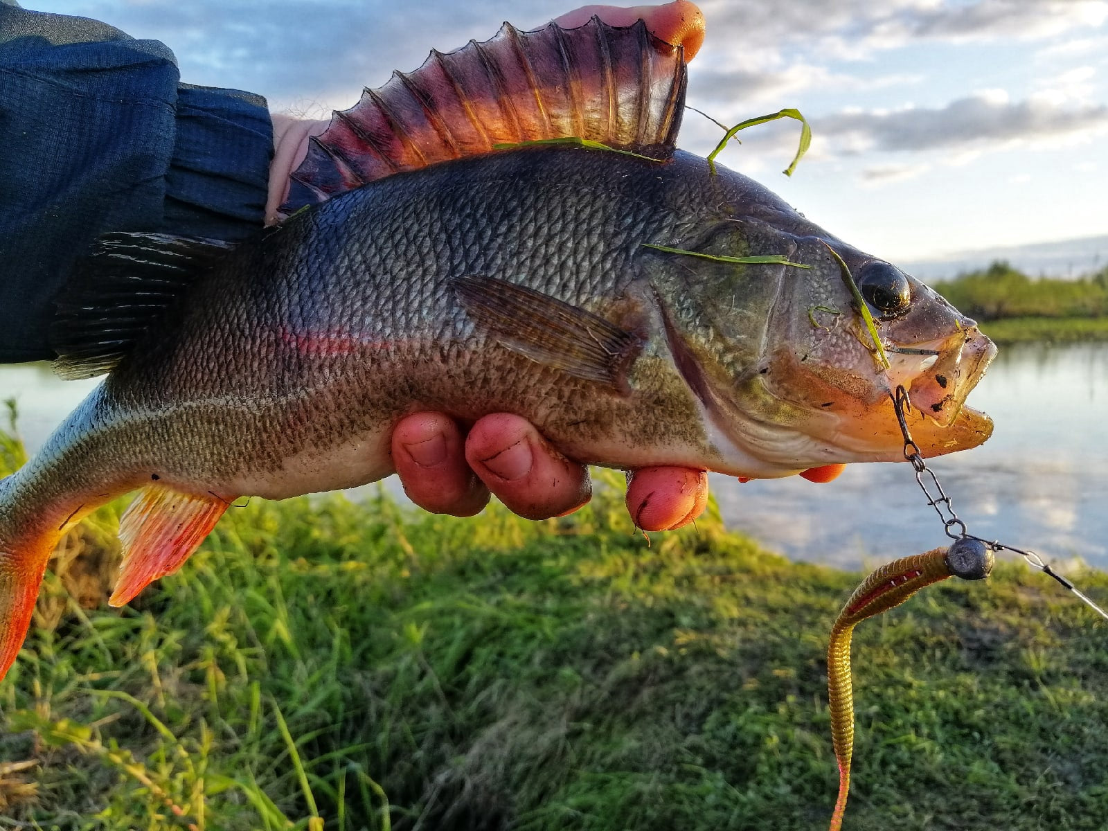 FISH MAGNET SEKSIK Soft Scented Fishing Lure