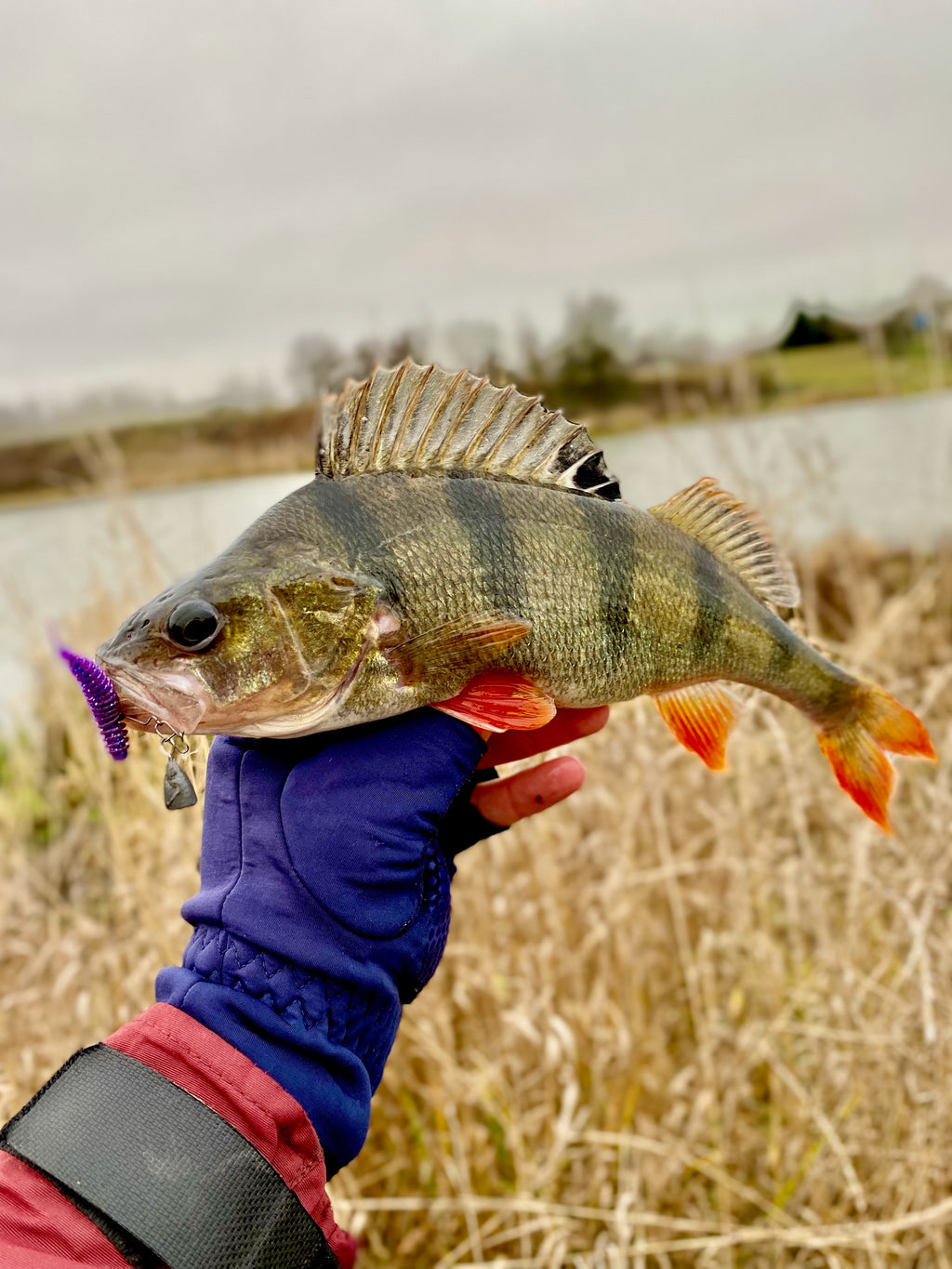 FISH MAGNET SHISHKA Soft Scented Fishing Lure