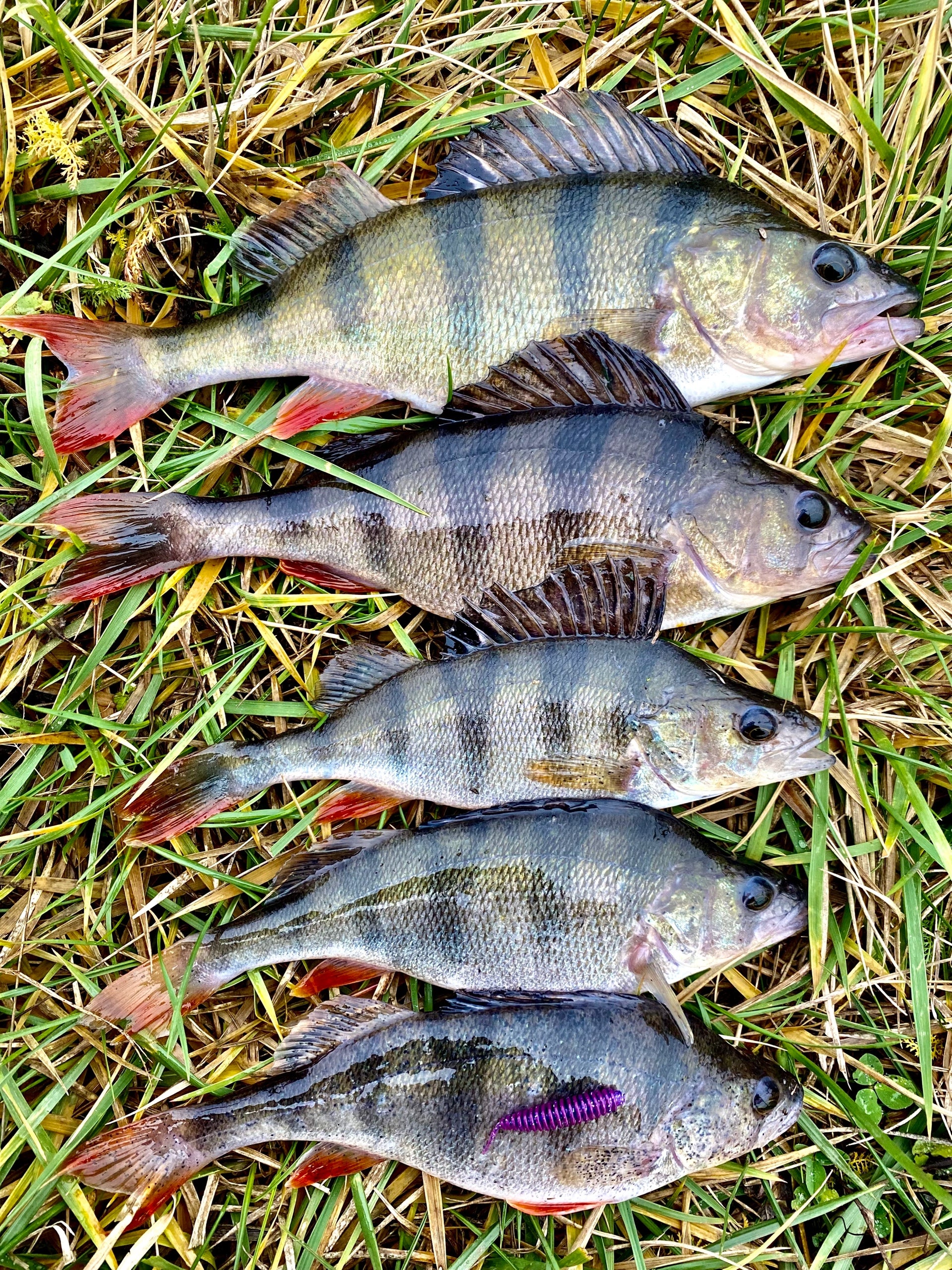 FISH MAGNET SHISHKA Soft Scented Fishing Lure